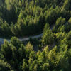 Aerial view of a lush green forest with a winding road cutting through.