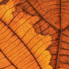 Close-up of a leaf showcasing intricate veins and patterns, highlighting the beauty of nature's design.