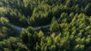 Aerial view of a lush green forest with a winding road cutting through.